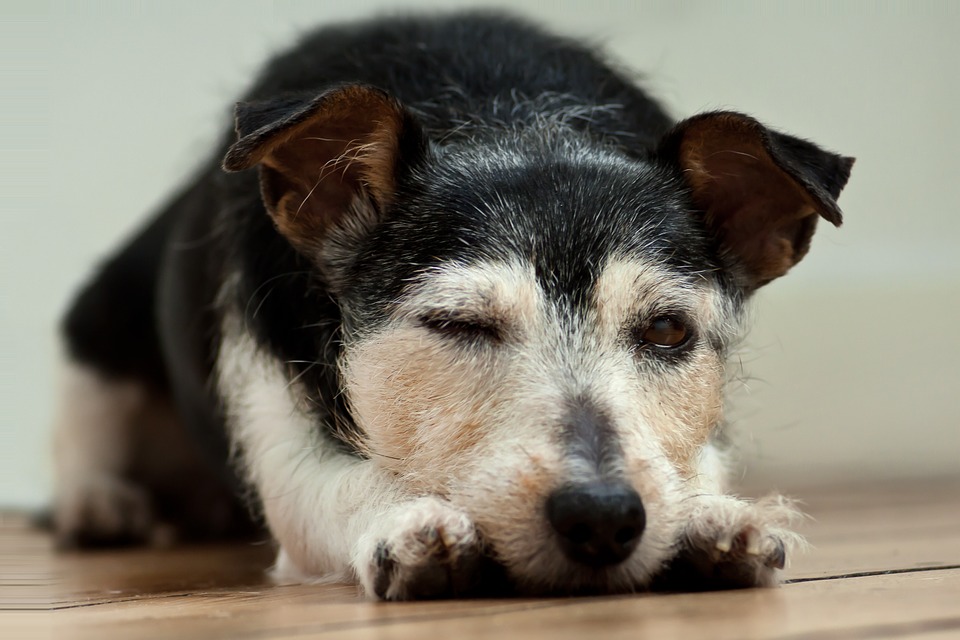 mi-perro-no-duerme-bien-tendra-un-trastorno-del-sueno-en-perros-2