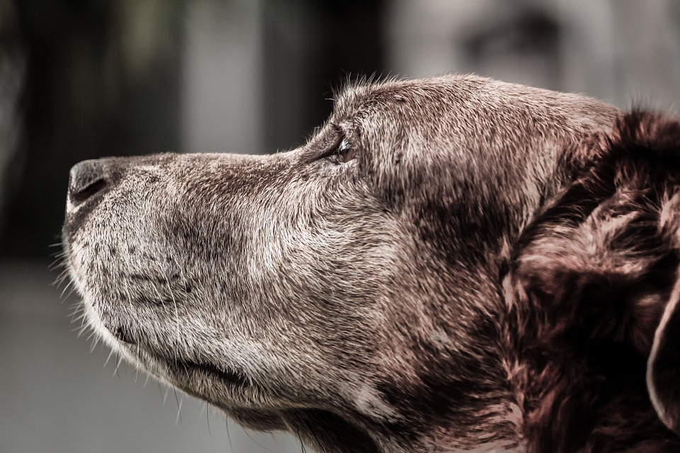 perdida-de-sentidos-en-los-perros-ancianos-se-puede-evitar