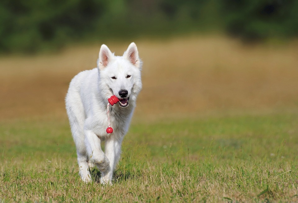 perros-de-pelo-blanco-enterate-de-sus-cuidados-especiales-2