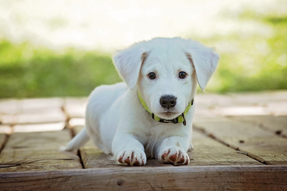perros-de-pelo-blanco-enterate-de-sus-cuidados-especiales