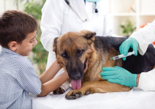 plan-de-vacunacion-para-perros-conocelo-a-detalle-2