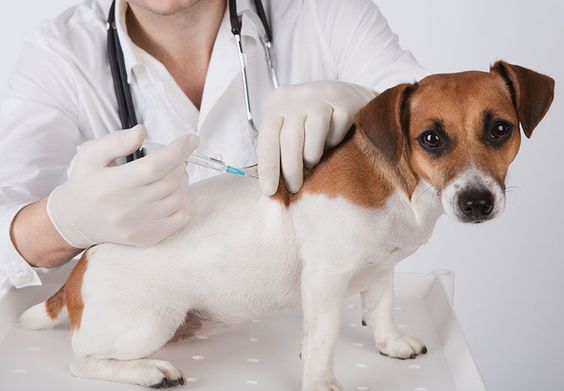 plan-de-vacunacion-para-perros-conocelo-a-detalle