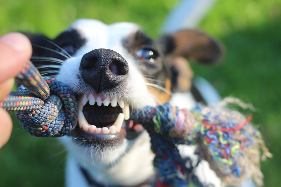 por-que-es-tan-importante-la-higiene-bucal-en-los-perros