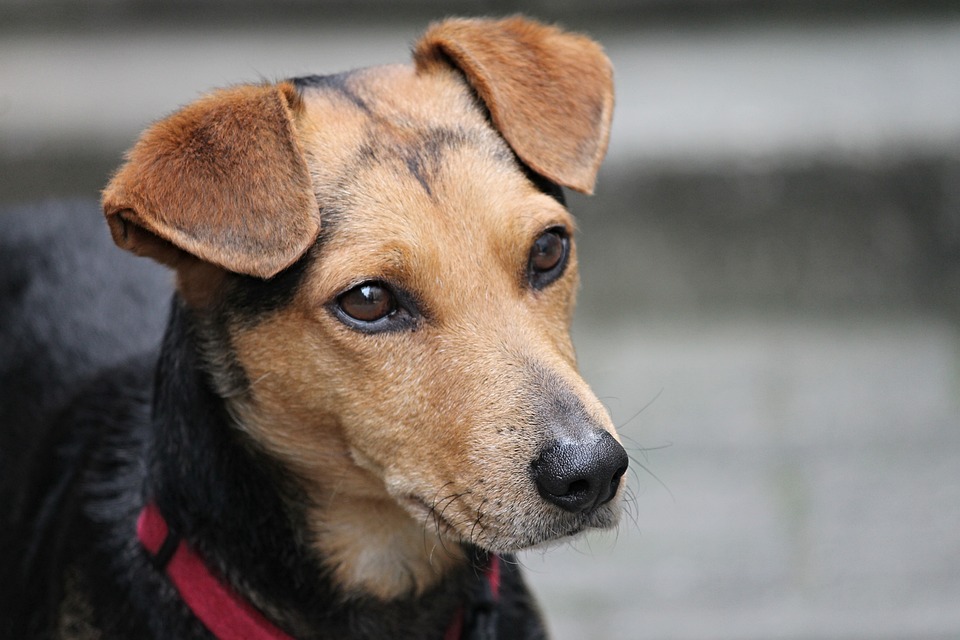 por-que-los-perros-inclinan-la-cabeza-cuando-les-hablamos