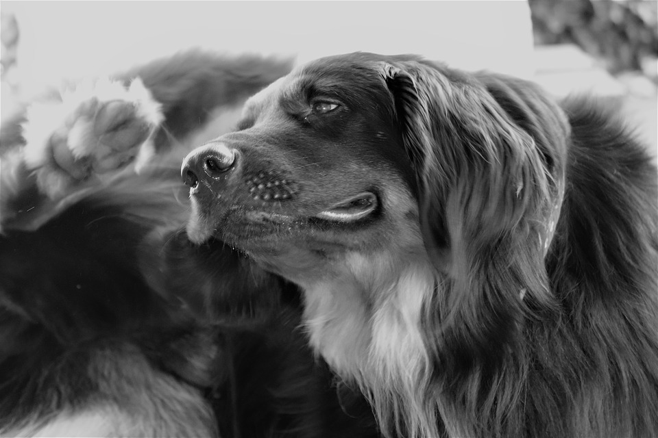 pulgas-y-garrapatas-en-los-perros-peligrosos-enemigos