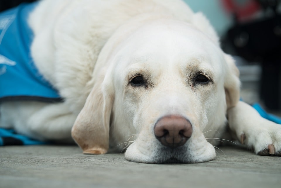 perdida-de-sentidos-en-los-perros-ancianos-se-puede-evitar