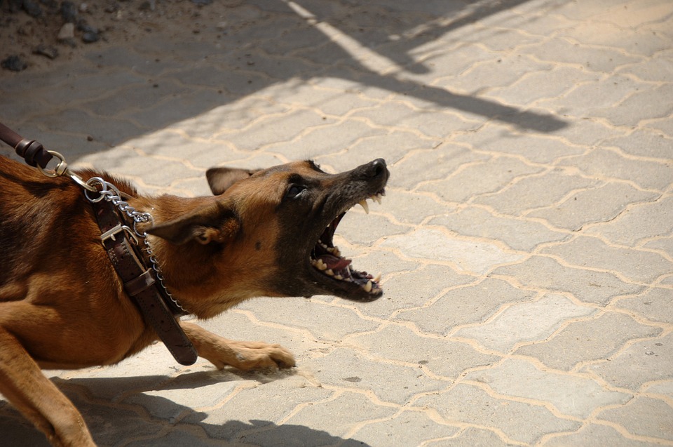 que-hacer-ante-una-pelea-de-perros