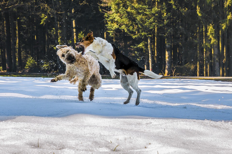 que-hacer-ante-una-pelea-de-perros