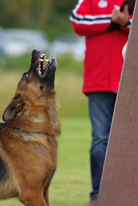 que-no-debes-hacer-al-cuidar-una-mascota