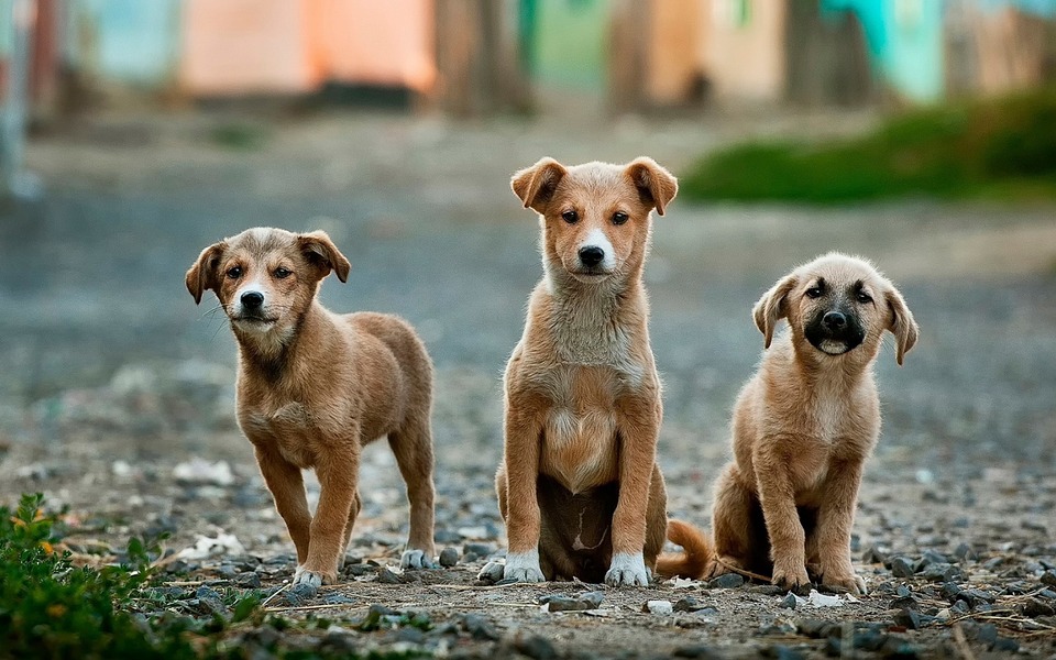 quieres-socializar-a-un-cachorro-te-ensenamos-paso-a-paso