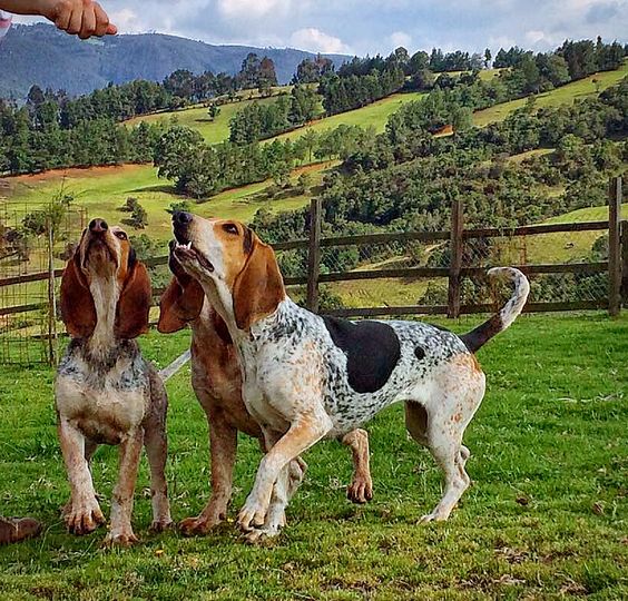 sabias-que-colombia-tiene-su-propia-raza-de-perros-conocela