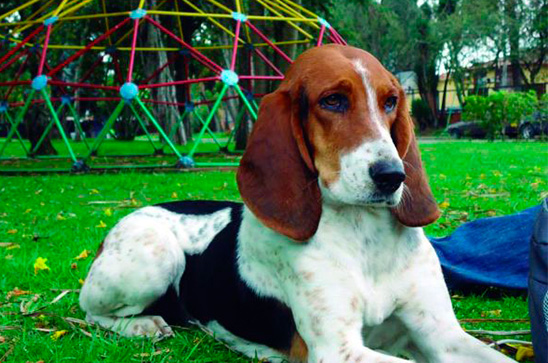 sabias-que-colombia-tiene-su-propia-raza-de-perros-conocela