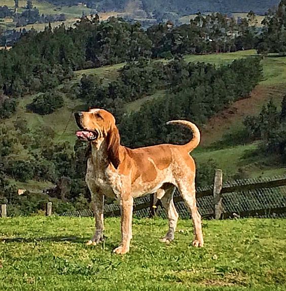 sabias-que-colombia-tiene-su-propia-raza-de-perros-conocela