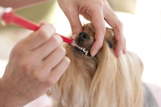 salud-dental-en-perros-como-cuidarla
