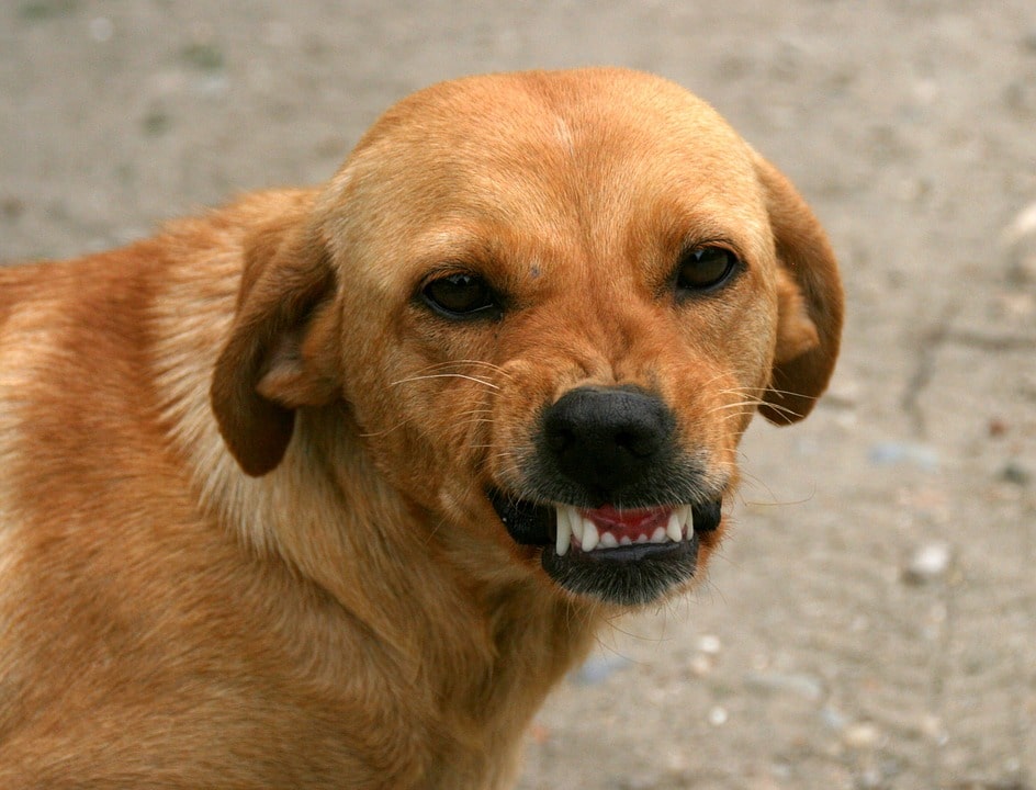 salud-dental-en-perros-como-cuidarla
