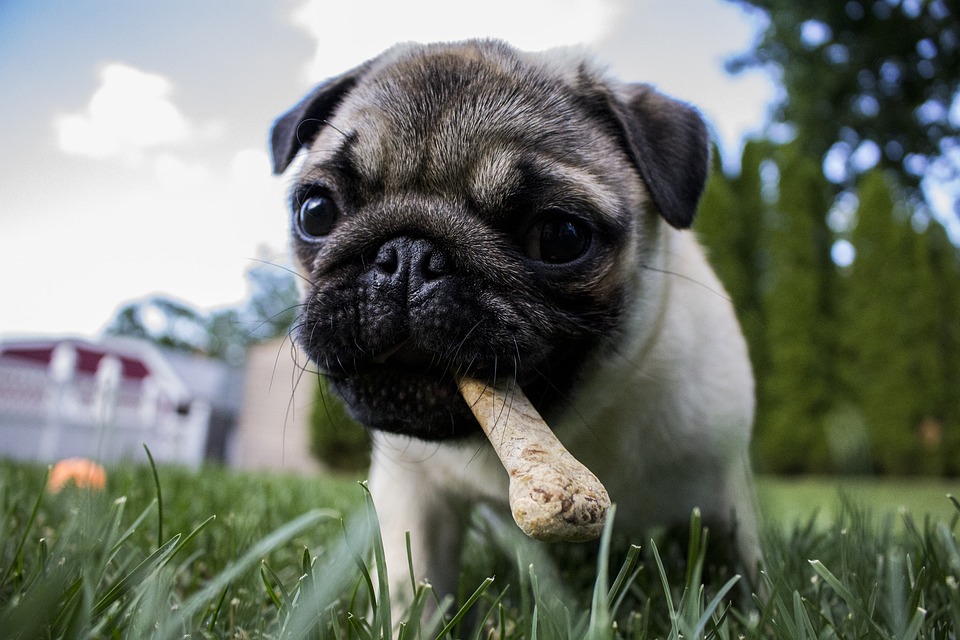 tabla-de-pesos-ideales-para-perros-segun-razas-y-tamanos