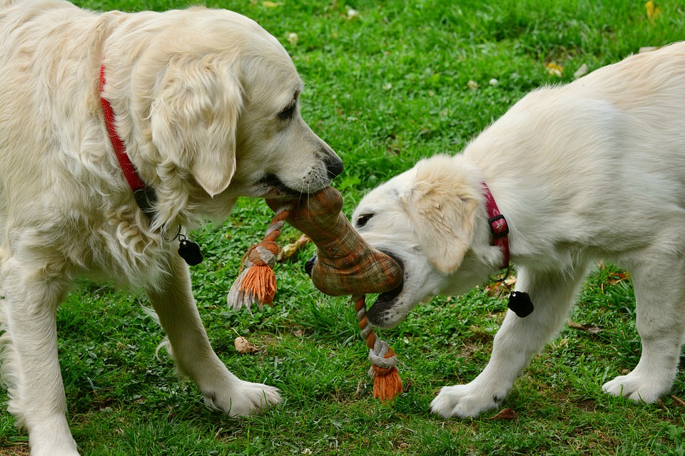 tecnicas-para-estimular-a-un-perro-mediante-juegos-2