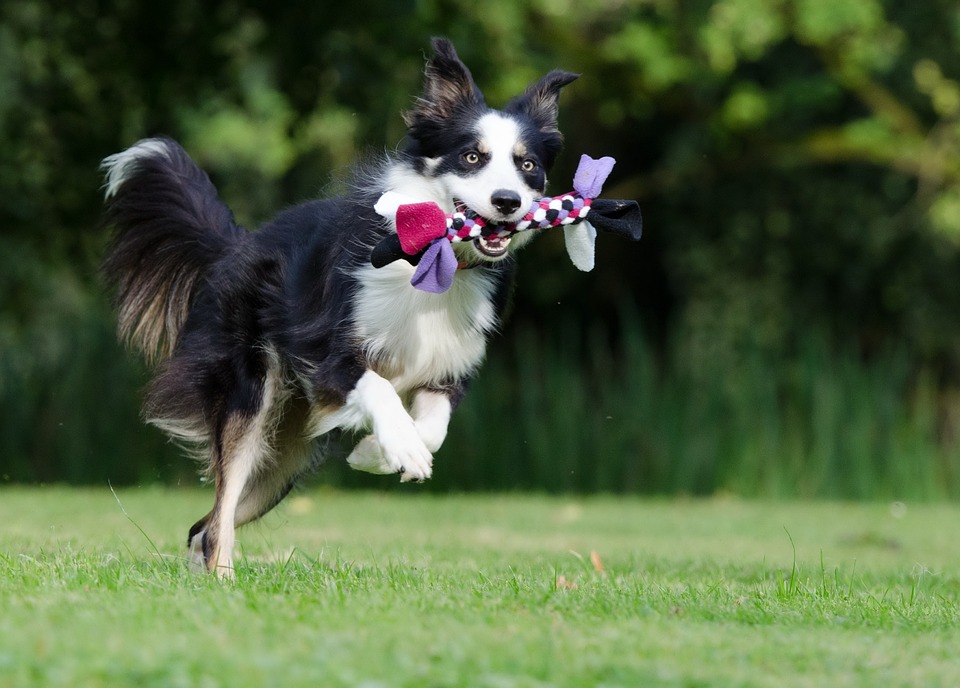 tecnicas-para-estimular-a-un-perro-mediante-juegos