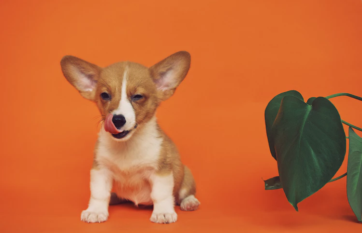 tienes-un-cachorro-esto-es-lo-que-debes-saber-de-su-alimentacion