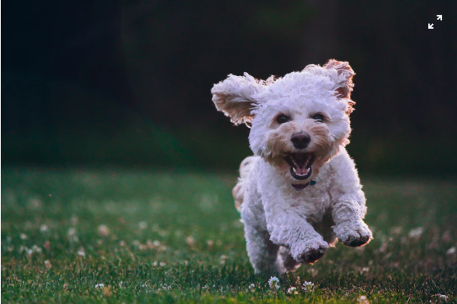 tienes-un-cachorro-esto-es-lo-que-debes-saber-de-su-alimentacion