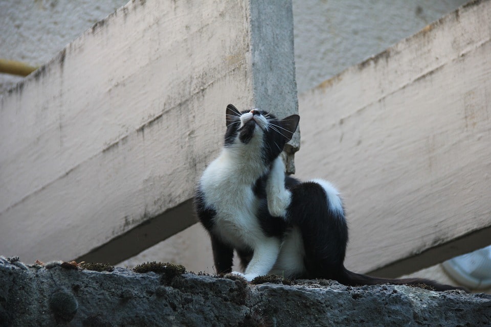 tienes-un-gato-con-pulgas-aqui-la-solucion