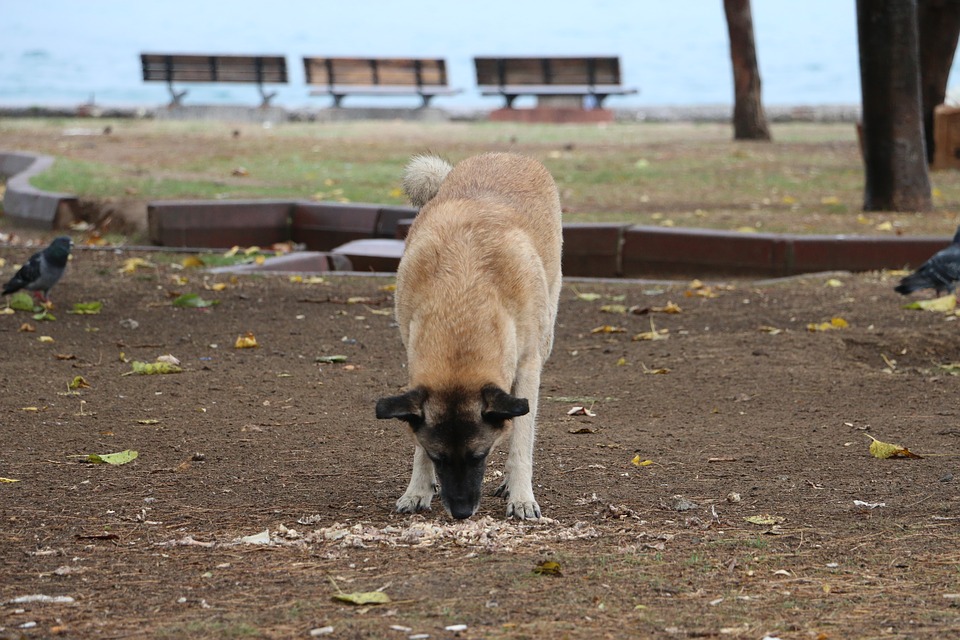 tu-perro-come-tierra-te-lo-explicamos-todo-2