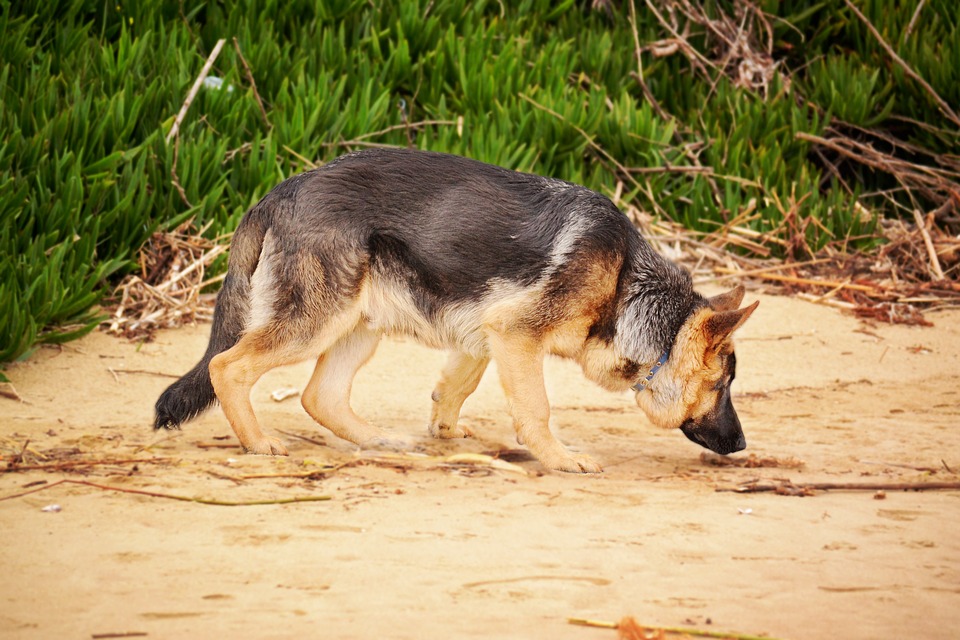 tu-perro-toma-orina-conoce-todo-sobre-este-comportamiento