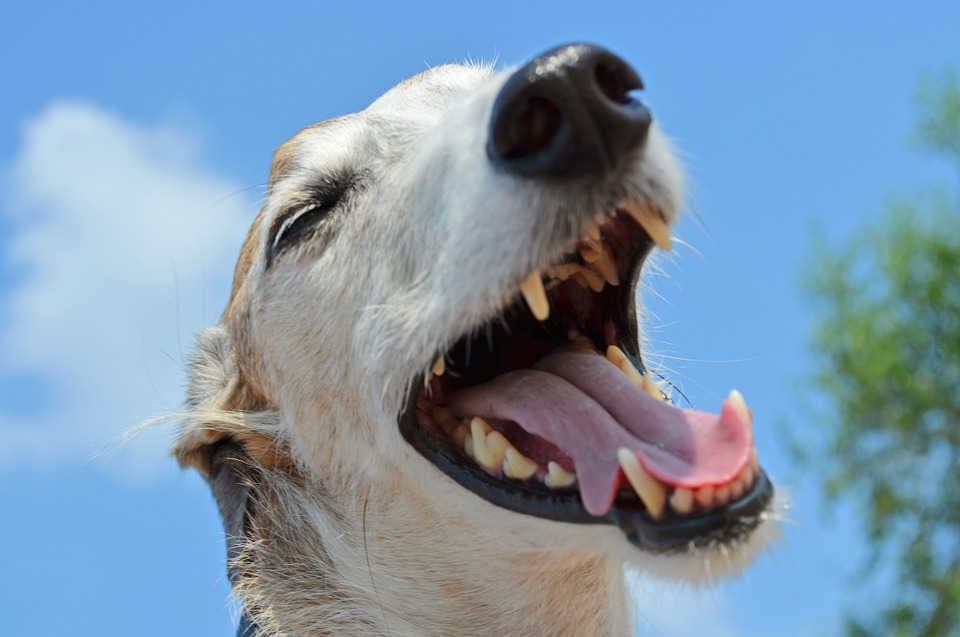 tu-perro-vomita-despues-de-comer-te-lo-explicamos-todo