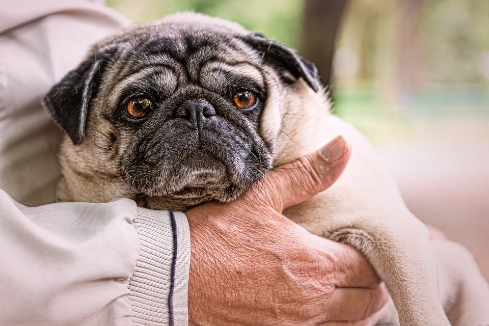 vivir-con-un-perro-anciano-todo-lo-que-debes-saber