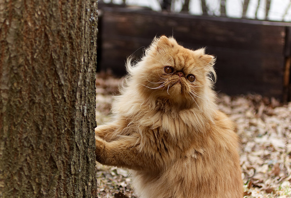 Ya digestión es suficiente Los gatos persas: características y cuidados - Universo Mascotas